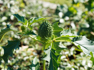 (Datura stramonium) Capsule aux longues épines, fruit ovoïde de stramoine ou pomme épineuse