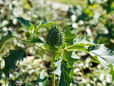 (Datura stramonium) Capsule aux longues &eacute;pines, fruit ovo&iuml;de de stramoine ou pomme &eacute;pineuse