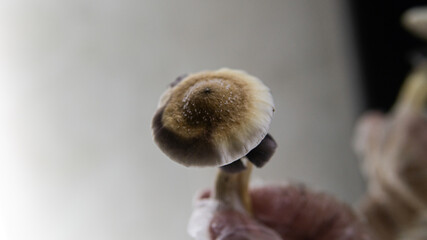 cultivation of psychedelic mushrooms, recreational use of magic mushrooms
