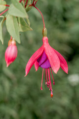 Fuchsia (Fuchsia hybrida) in greenhouse
