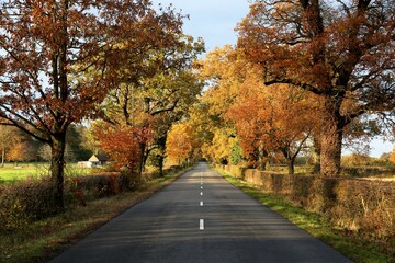 Naklejka premium road in autumn