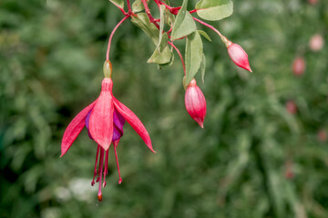 Fuchsia (Fuchsia hybrida) in greenhouse