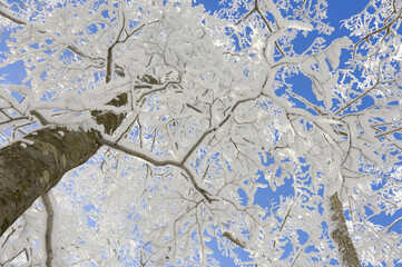 樹氷