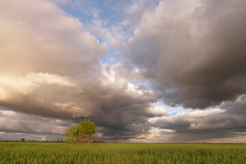 Fototapeta na wymiar field of green wheat on a background of cumulus clouds during sunset
