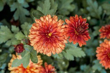 Florist's Daisy (Chrysanthemum morifolium) in garden