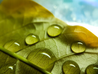 Rain is falling on the green leaves and the sunlight is being reflected.