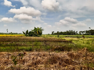 Green farmland and white clouds in the blue sky. This is a picture of the time of sunset.