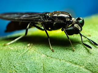 A black insect sitting on a green leaf and reflecting sunlight.