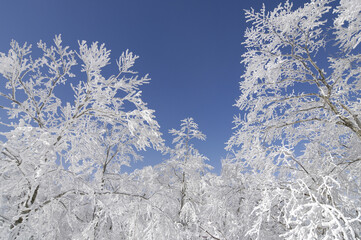 樹氷