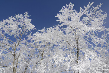 樹氷