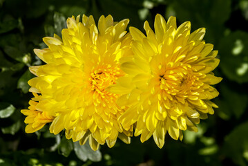 Florist's Daisy (Chrysanthemum morifolium) in garden
