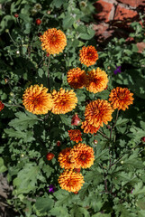 Florist's Daisy (Chrysanthemum morifolium) in garden