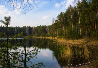 Obraz premium a picturesque forest lake with banks covered with coniferous forest in early spring