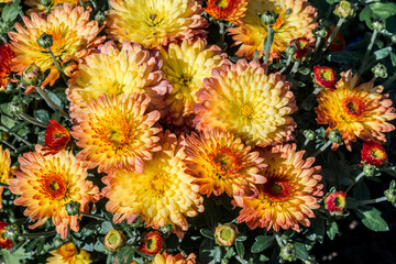 Florist's Daisy (Chrysanthemum morifolium) in garden