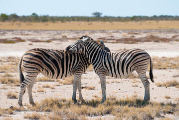 Obraz na płótnie Canvas Two Burchell's zebras (common zebras) grooming each other in Etosha National Park, Namibia.