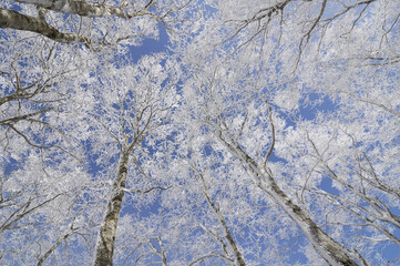 樹氷