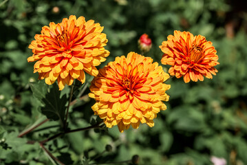 Florist's Daisy (Chrysanthemum morifolium) in garden