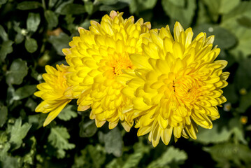 Florist's Daisy (Chrysanthemum morifolium) in garden