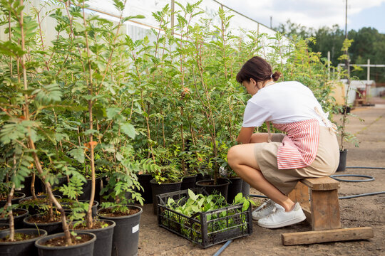 Woman gardener removes weeds from pots of rowan and apple fruit trees. Business shop plant nursery