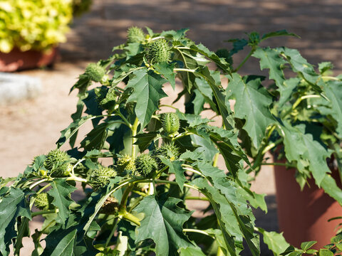 Datura stramonium | Datura officinal ou ou Stramoine commune aux capsules ovo&iuml;des, &eacute;pineuses et grandes feuilles &agrave; bord tr&egrave;s d&eacute;coup&eacute;, vert fonc&eacute; sur tiges robustes