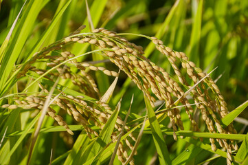 稲穂が垂れた収穫直前の米