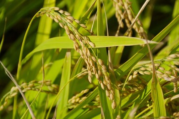 稲穂が垂れた収穫直前の米