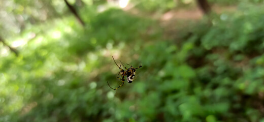 spider in the forest