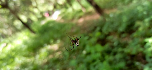 spider in the forest