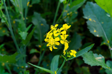 Yellow color mustard flower plant in a field.