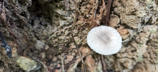 Small Mushrooms in the Big 