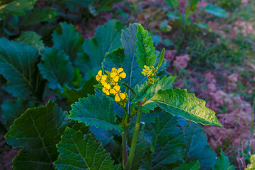 Yellow color mustard flower plant in a field.