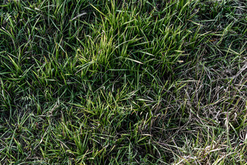 Green grass background.