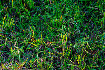 Green grass background.