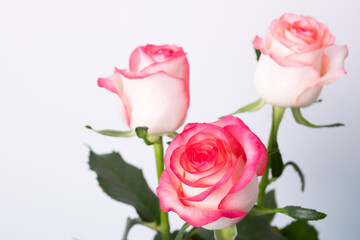 Bouquet of roses on a green background. Fresh pink roses. Blurred background. Selective focus.