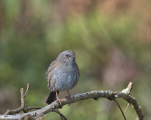 Dunnock all so know as the hedge sparrow in the UK perched on a branch.