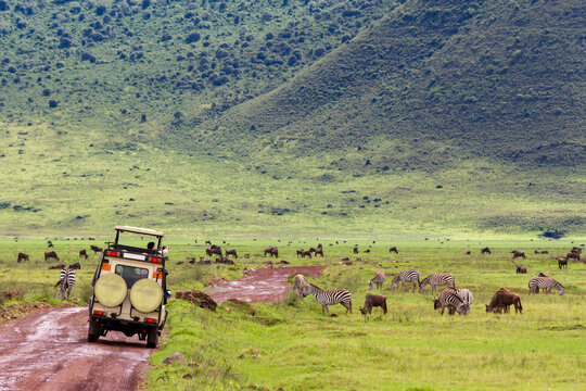 Tierbeobachtung aus dem Auto von unz&auml;hligen Gnus und Zebras im Krater des Ngorongoro-Nationalparks im Norden Tansanias
