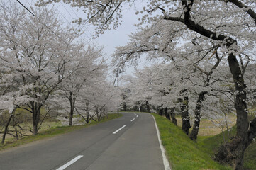 桜並木