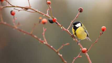 Little great tit, parus major, sitting on rosehip in autumn nature. Colorful bird resting on twig in fall. Small animal with yellow feather observing on bush with red fruits.