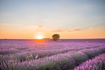 Lavender fields in Brihuega, Spain