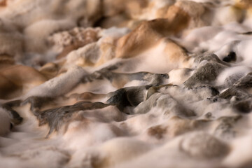 primo piano di muffe 