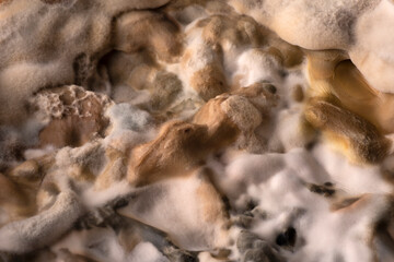 primo piano di muffe 