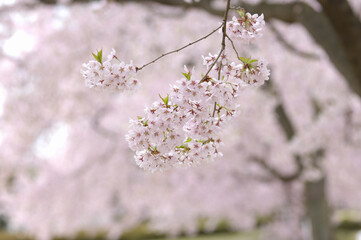 桜