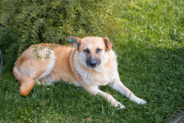 homeless dog with a chip alone on the grass