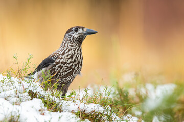 Little spotted nutcracker, nucifraga caryocatactes, standing on grass in winter. Small bird with patterned feathers looking on snow in nature. Wild feathered animal observing on a meadow.