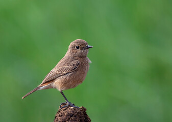 pied bush chat in wildlife reserves in Pakistan 