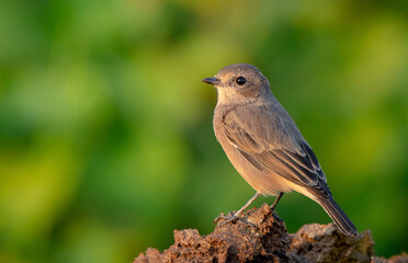 rear view of female pied bush chat on the branch 