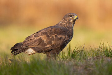 Majestic common buzzard, buteo buteo, sitting on the ground in autumn. Magnificent bird of prey looking on grassland in fall. Wild brown feathered animal watching on meadow.