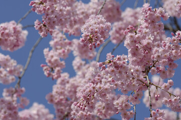 しだれ桜