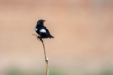 pied bush chat with open tail wings on the branch 