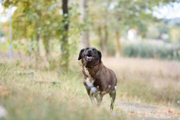 Old dog from dog shelter in a free walk near the lake